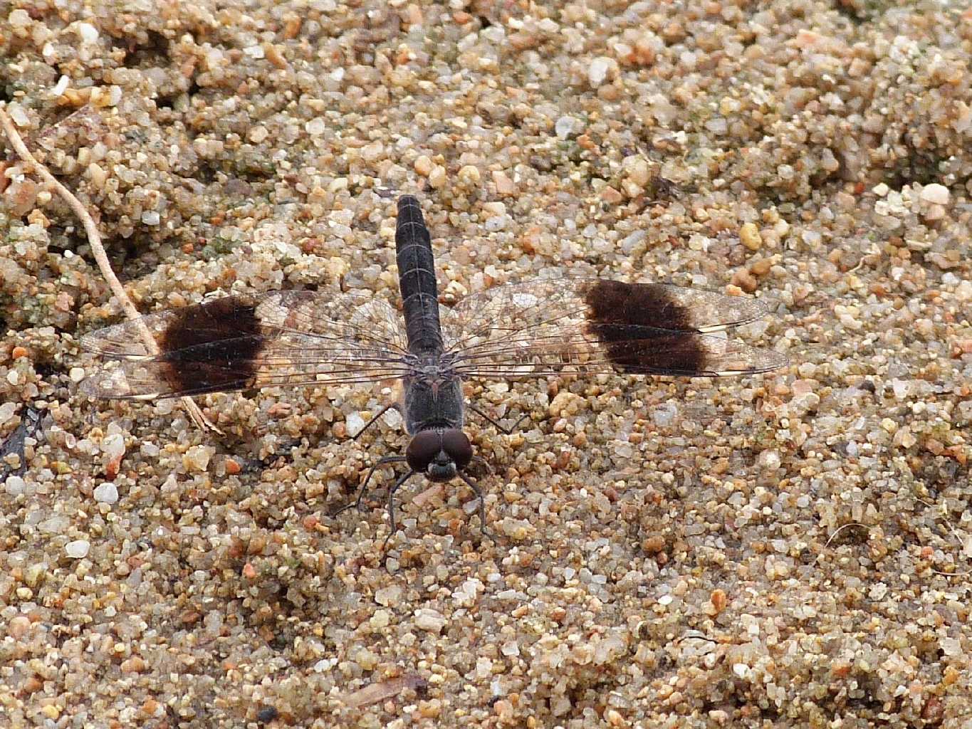 Brachythemis impartita